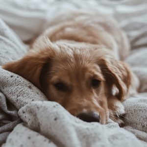 brown short-coated puppy lying on bed